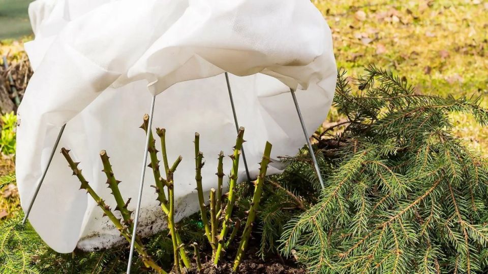 �������� ��������� ��� ���: ��� �������� ����� �� ������� ����