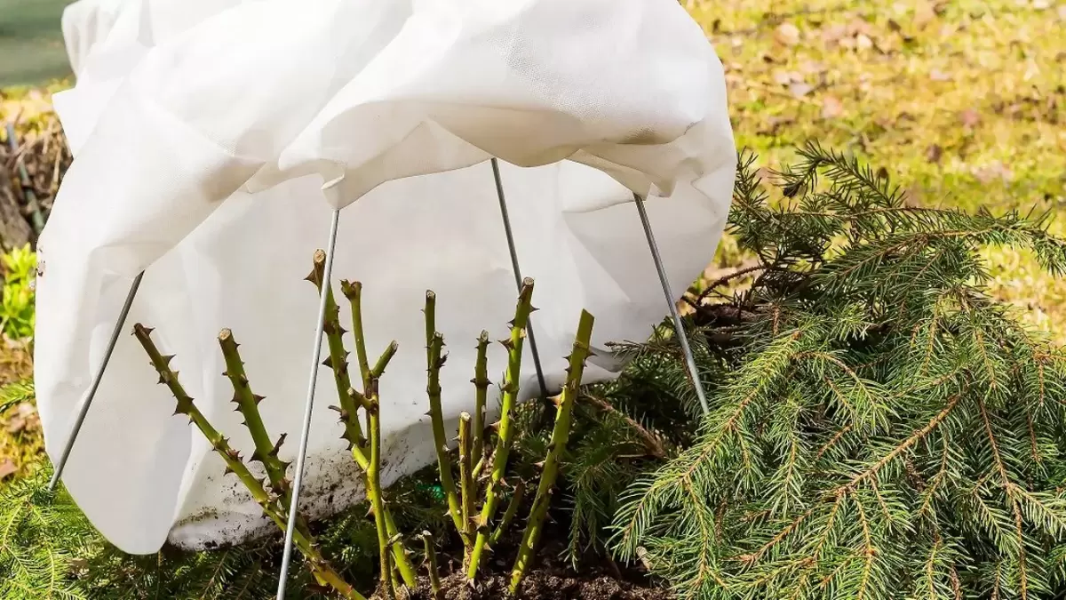 Укрывные стратегии для роз: как защитить кусты от суровой зимы