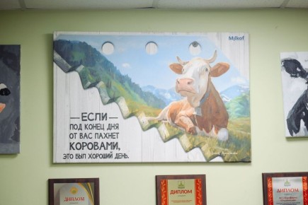 «Если под конец дня от вас пахнет коровами, это был хороший день!» — философия АО «Агрофирма «Ольдеевская»