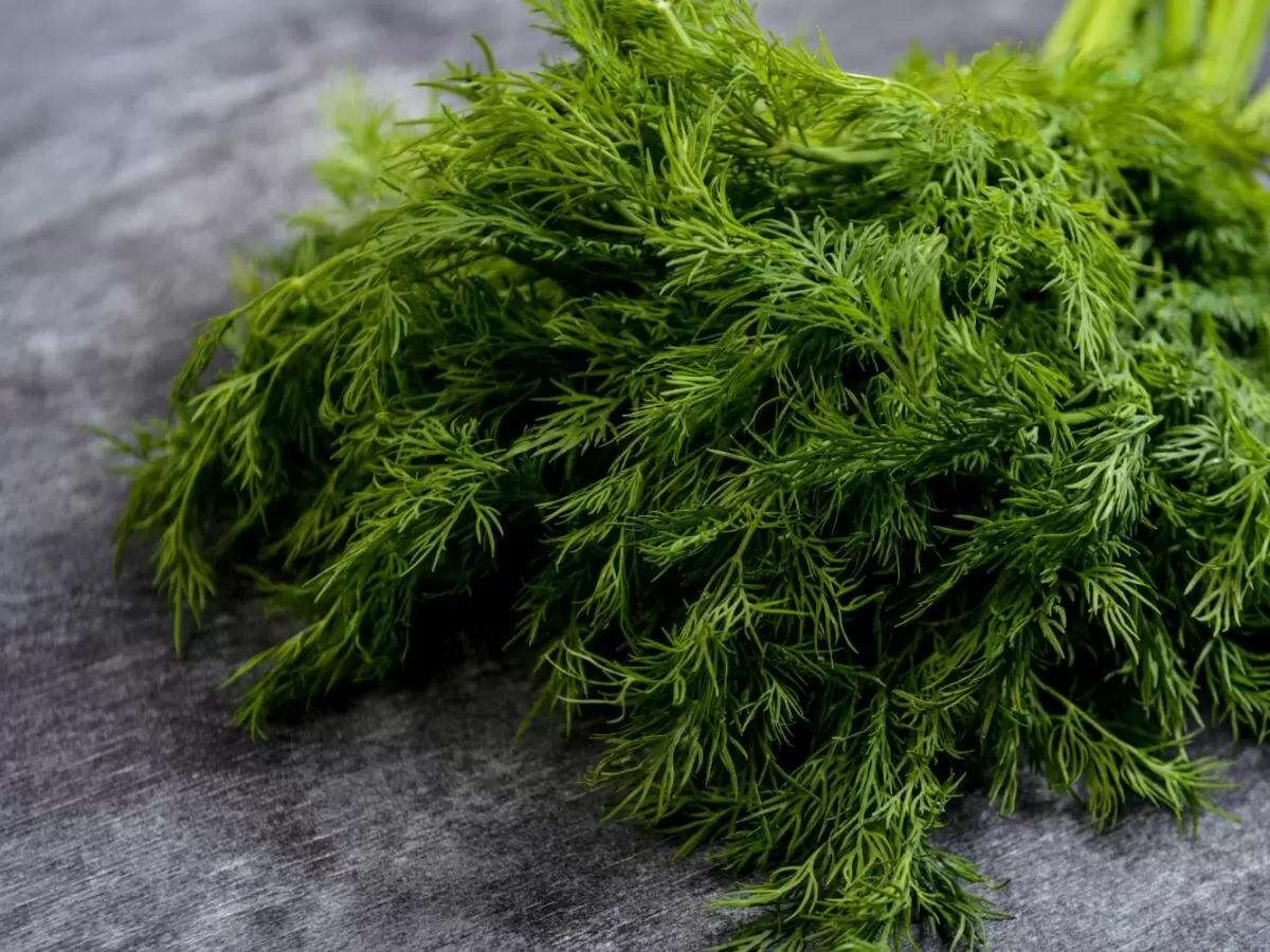 Как добиться пышного укропа: секреты успешного ухода за зеленью