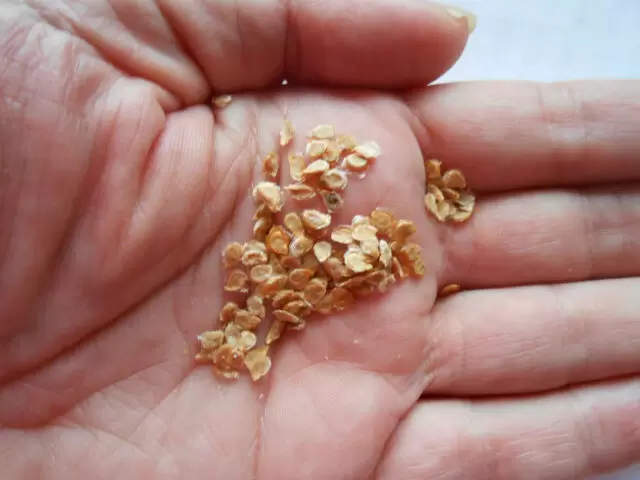 Как правильно собрать и хранить семена овощей с дачного участка