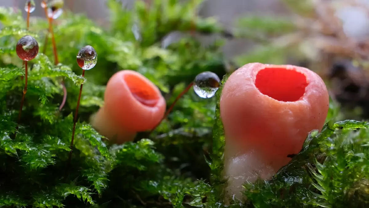 Эльфова чаша: весеннее чудо среди лесной листвы