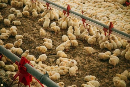 Птицеводам Чувашии компенсируют 30% затрат на модернизацию ферм