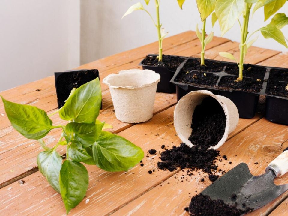 �������� ����: ������ ������ ����� ��� ��� ������ � ������� ��������