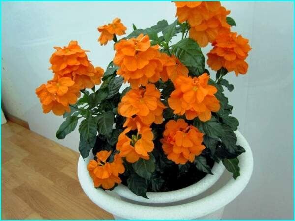 ����������: ����� ����������� ������ ��� ������ ����