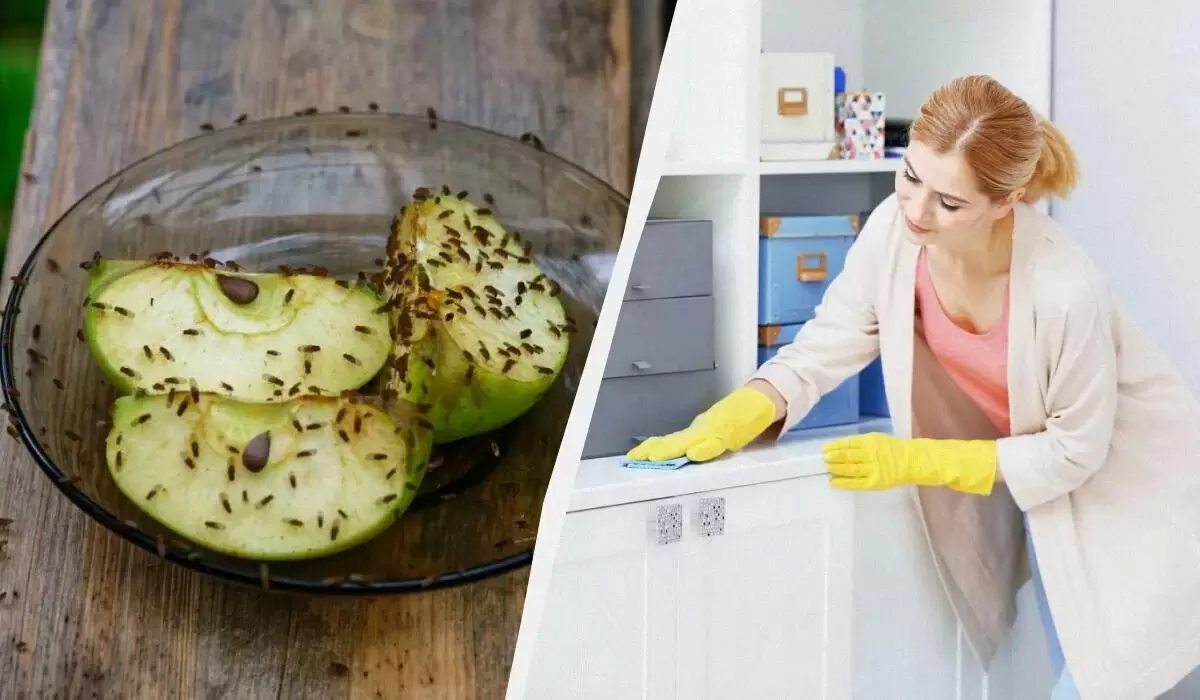 Эффективные методы борьбы с мошками: как избавиться от нежданных гостей в квартире