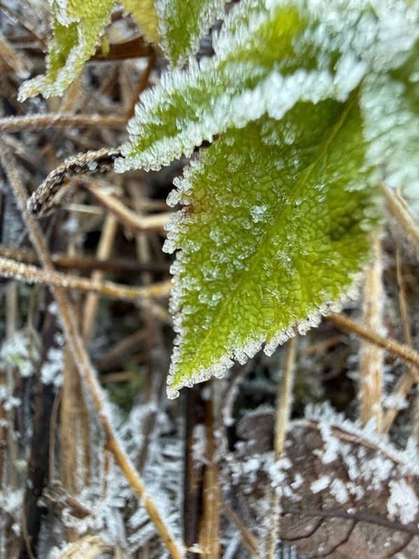 ������ ������� ��� ������ �������: ���������� � �������� ����� ����