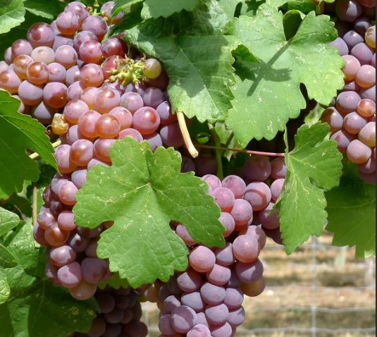 ��� ���������� �������� � critical �������: ��������� � ������� ������