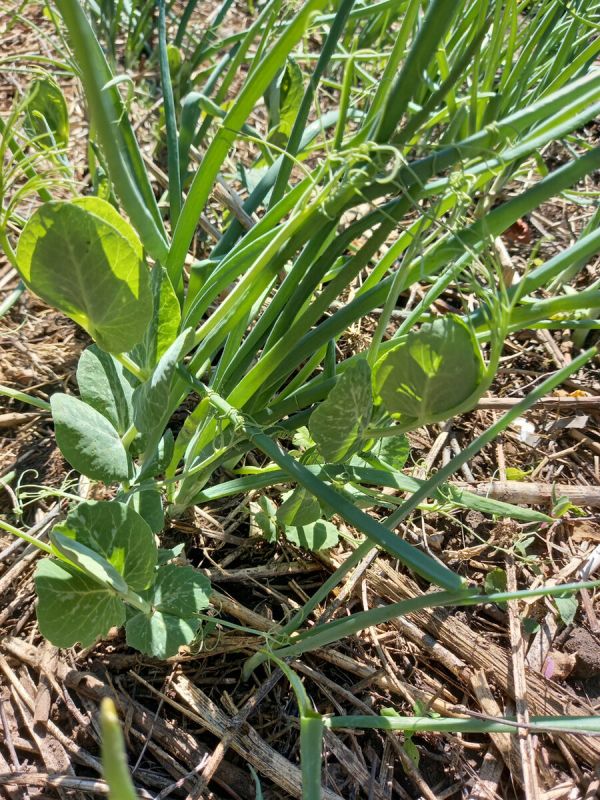 ��� �������� ��� �� ���������� � ������������� ���������� �������