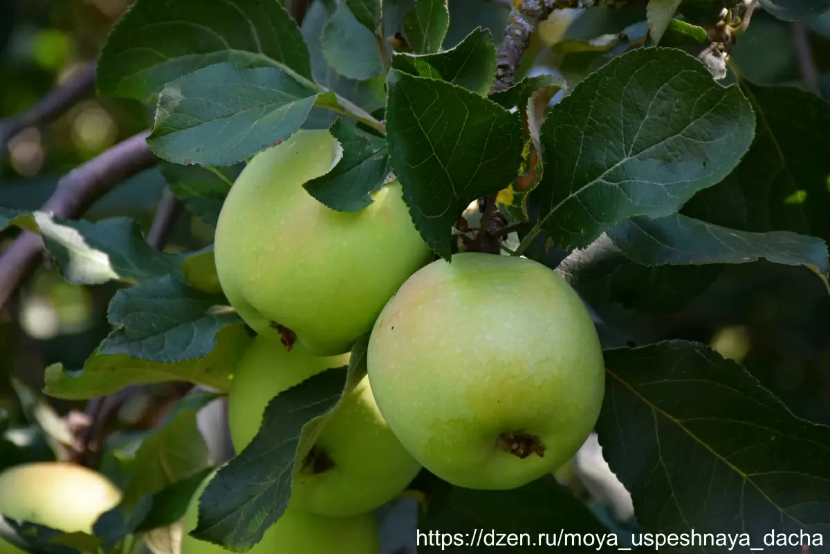 Как добиться идеального урожая яблок: секреты садоводов