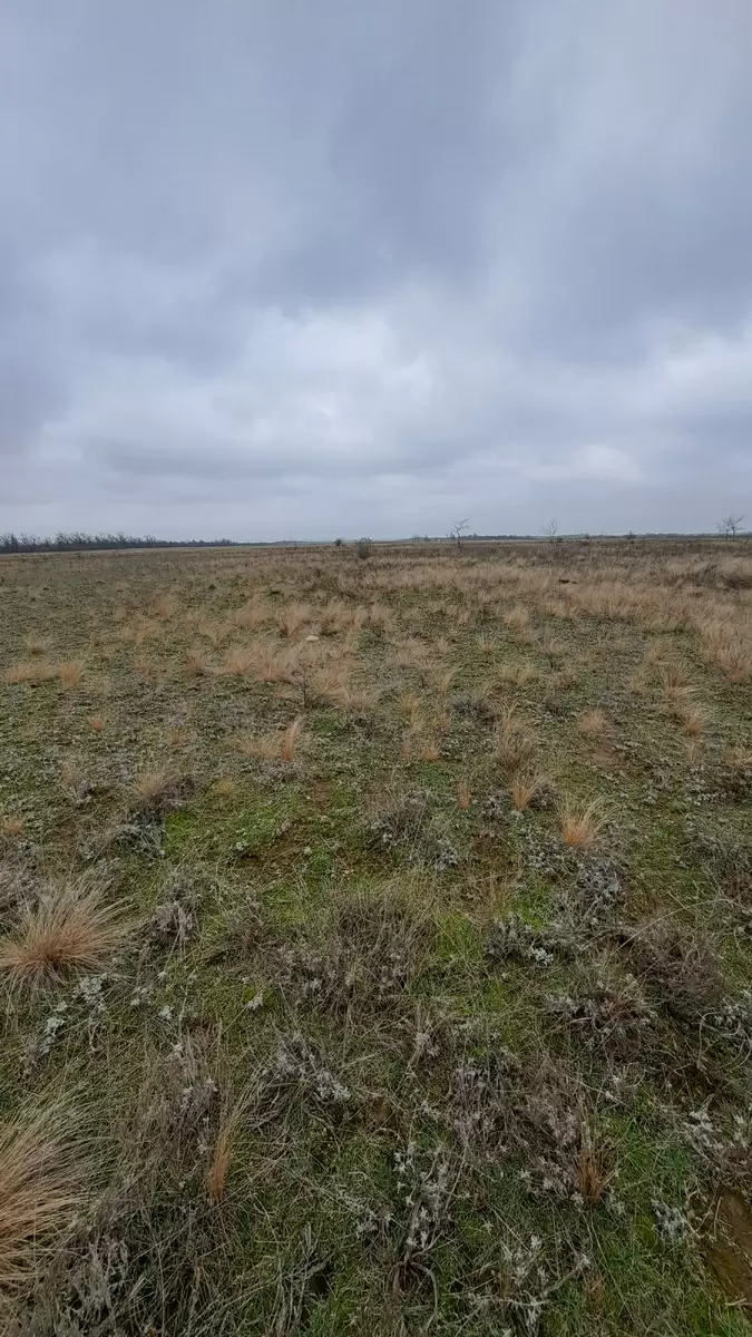 Как степь открыла для семьи новые грибы и простой смысл похода за ними