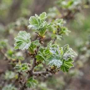 Как защитить крыжовник от мучнистой росы: полезные советы