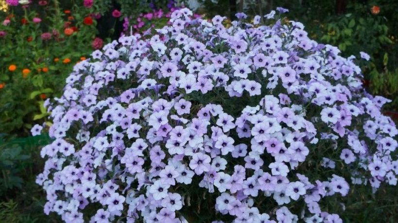 ��� ������� �������� ������ �������� � �������� ����: ������� ������ �� �����