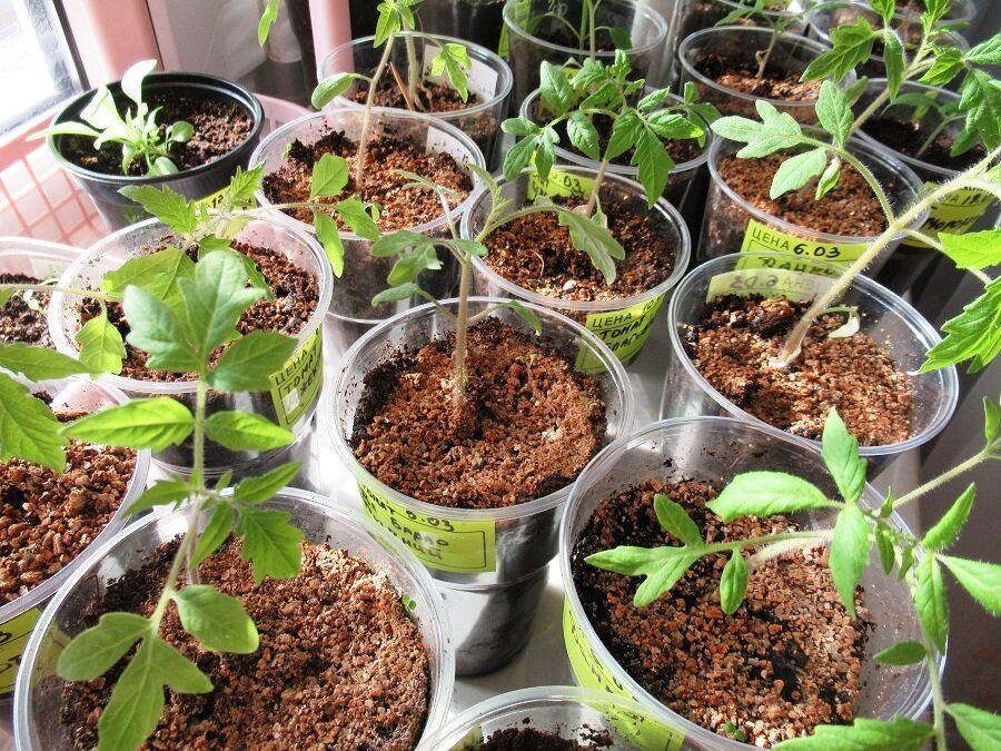 ������ ����� ��������� ������������� ������� ��������� ����� ���������