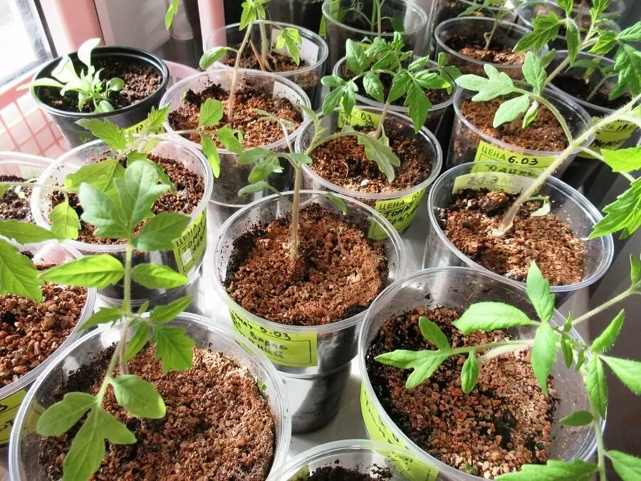 Почему важно правильно подкармливать рассаду помидоров после пикировки