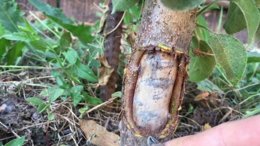 ����������� ������� ������� ��� �� �������� ��� ������ ������