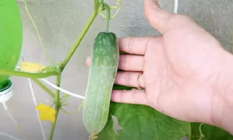 Свежие огурцы круглый год: секреты выращивания на подоконнике