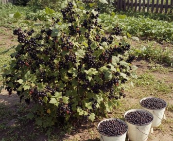 Как весенние подкормки смородины могут изменить ваш урожай