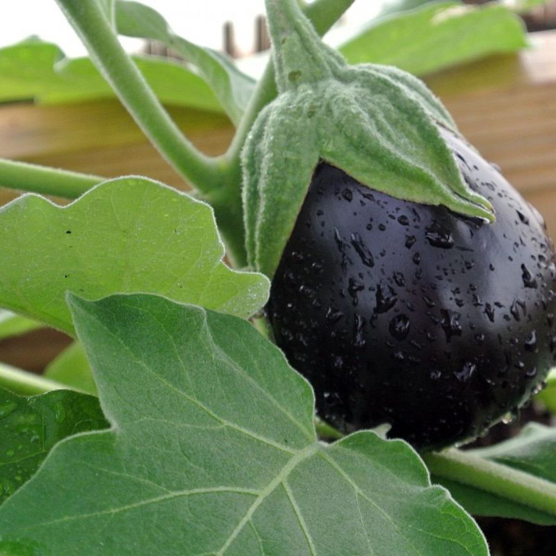 ��� ��������� �������� ������� ����������: ������� ������