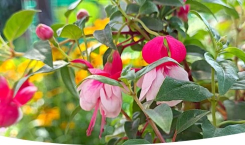 Фуксия: Удивительное многообразие и секреты ухода за волшебным цветком