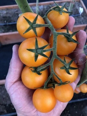 Томат Златояр: уход и советы для успешного выращивания