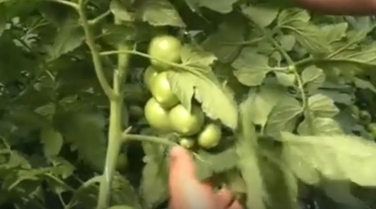 ��� ��������� ������ �������: ������� ��� �������� ������