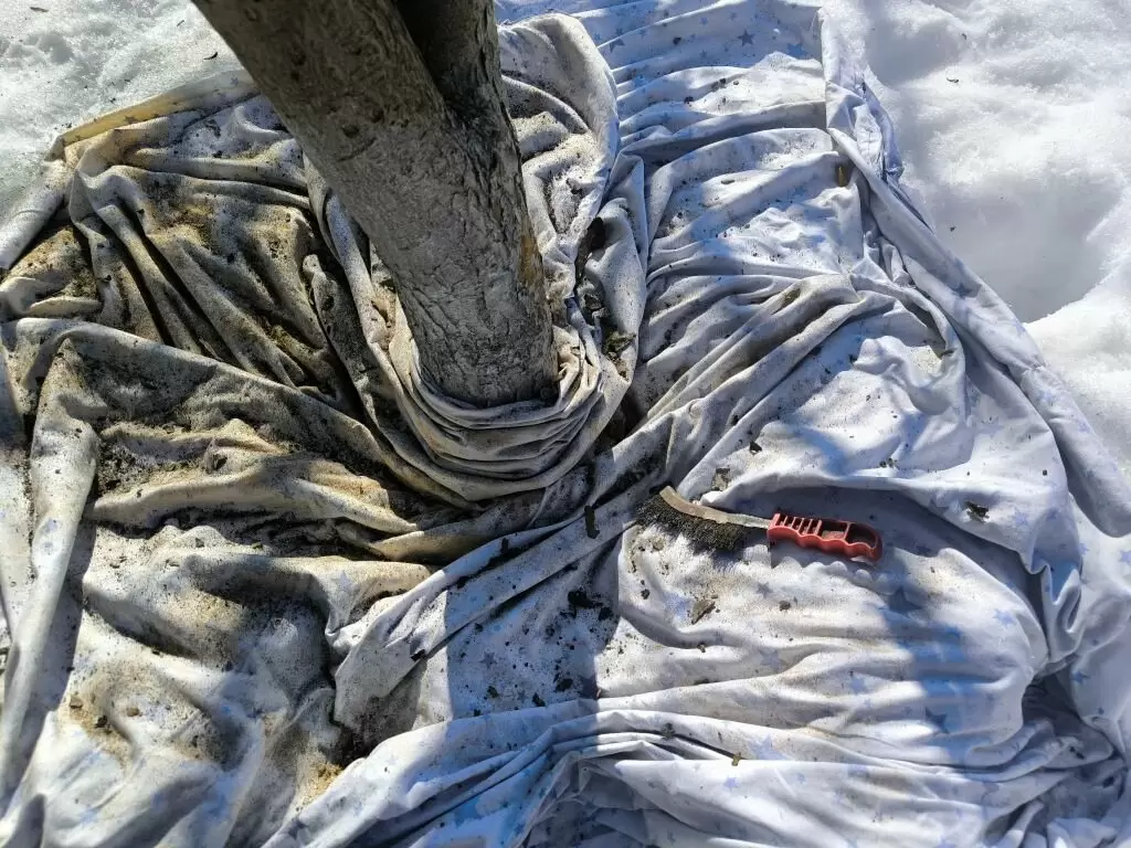 Лишайники на старых яблонях: как спасти урожай от нежелательных соседей