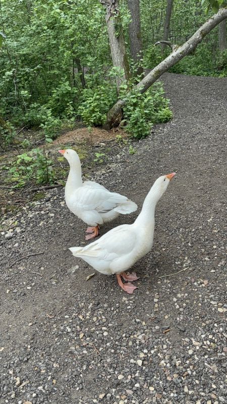 ���� �� ������: ������� ��������� ���������� � ����������