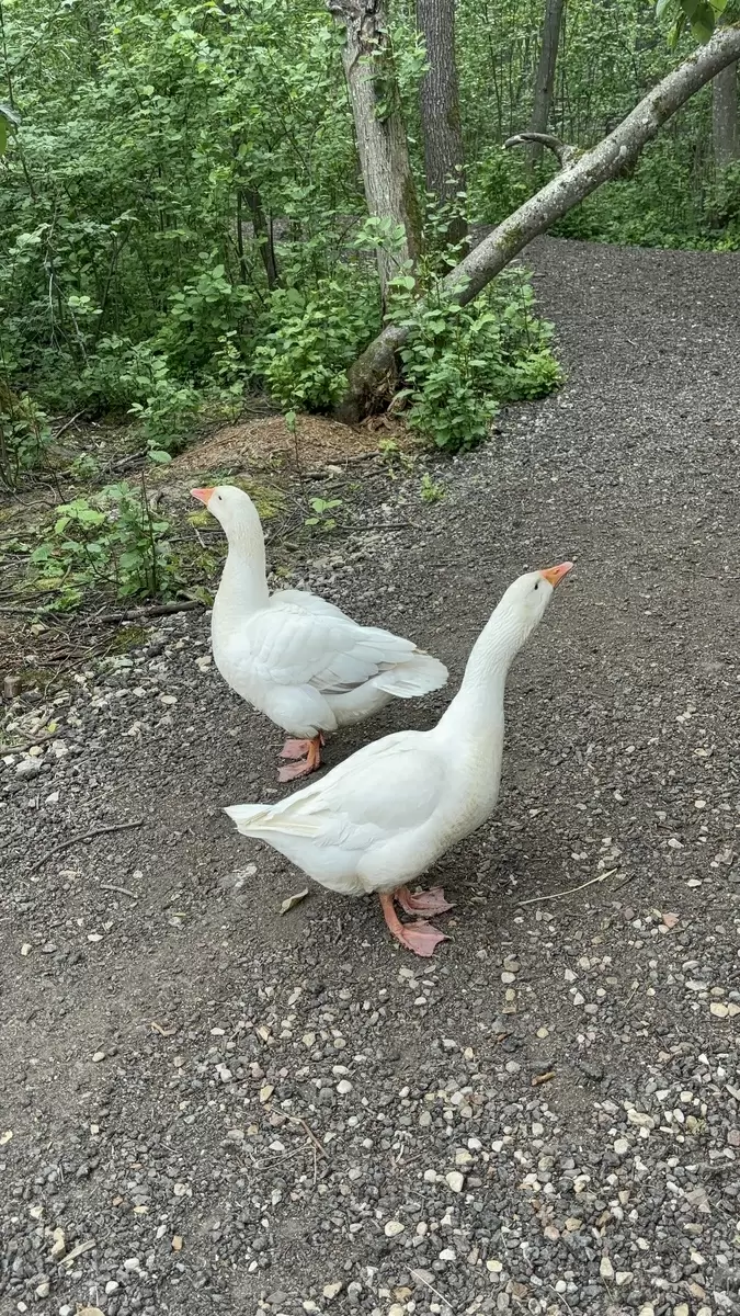 Уход за гусями: секреты успешного содержания и разведения