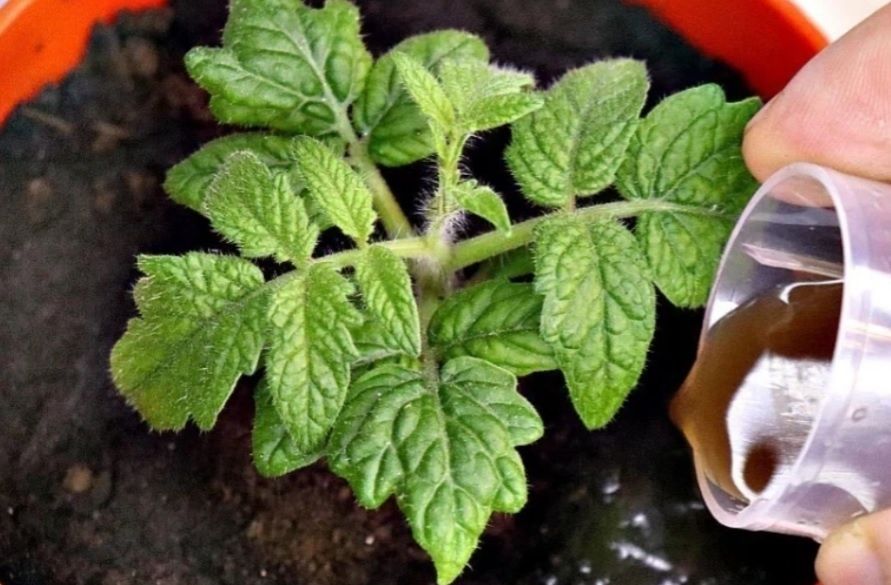 ������� ��������� ����������� ������� ���������