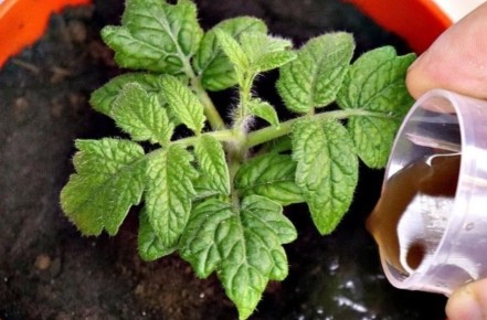 ������� ��������� ����������� ������� ���������