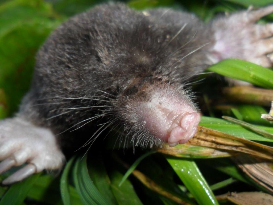 ����������� ������� ���������� ������: ������ � ���� ��� �����