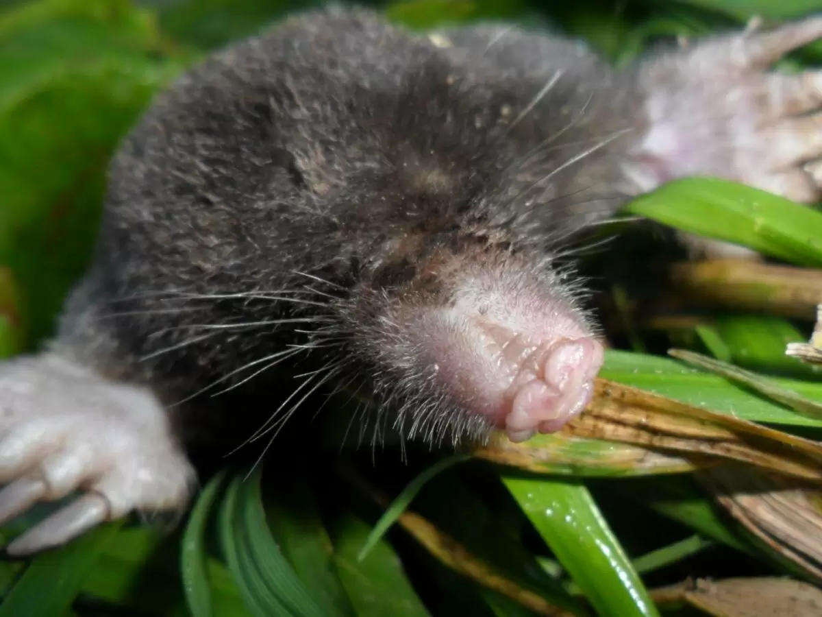 Экологичные способы устранения кротов: забота о саде без химии