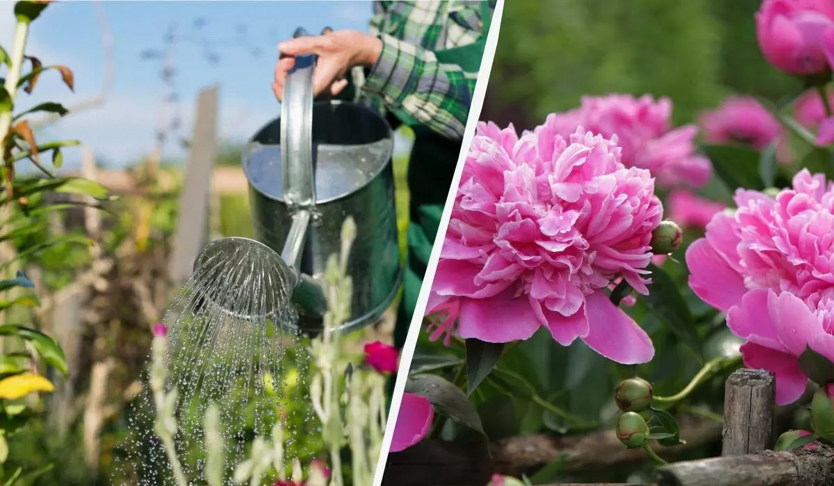 Пионы в вашем саду: секреты весеннего ухода и подкормки для роскошного цветения