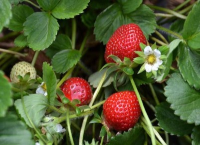 ��� ������� ������� ������ ���������: ������ � �������� �� ��������������