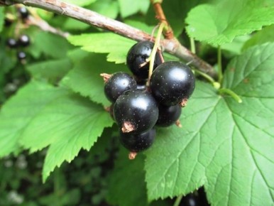 Пять главных секретов успешного ухода за черной смородиной в августе