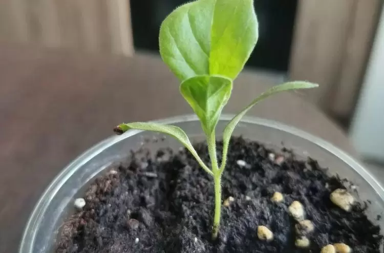 Как вырастить крепкую рассаду баклажанов для хорошего урожая