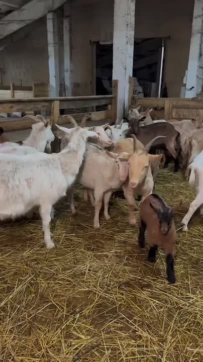 #����������. ������ ���� ����� �������� ���������� ��������� - � ������ � �������� � ����� ����������