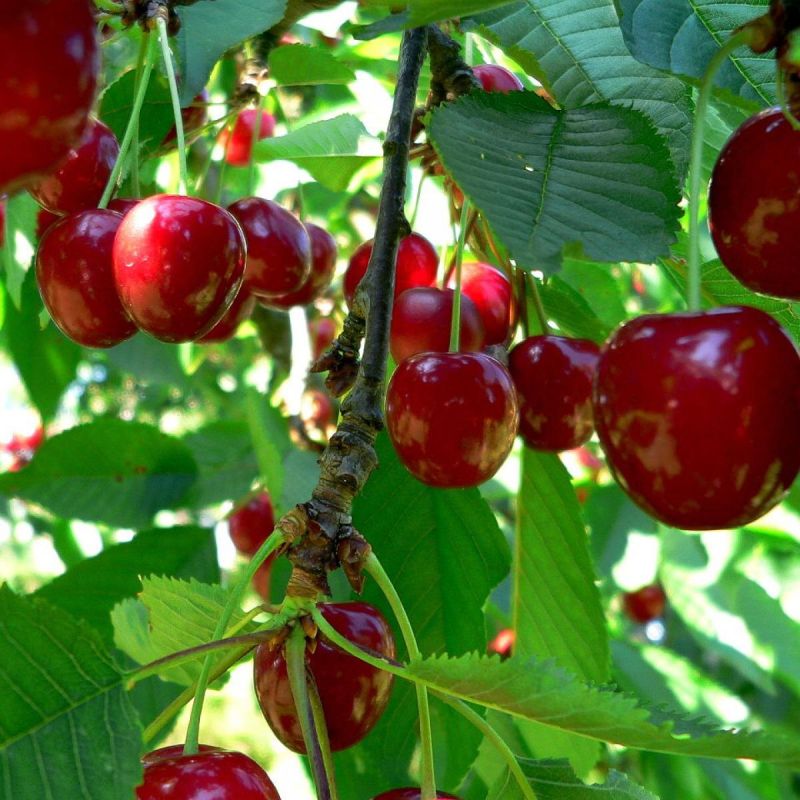 ��� ��������� ������� �����: ������������ ������ ��� ������ �����