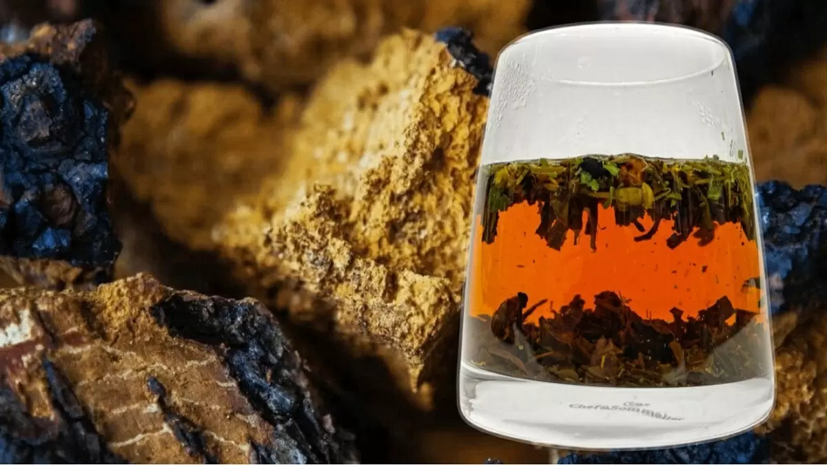 Почему чага становится звездой здорового питания