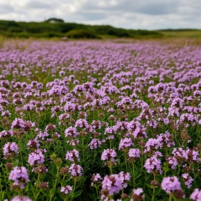 ���������� ����: ����������� � ��� �������� � �������� � ��������