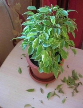 ��� ������������� �������� � �������� ������� ������ ����������