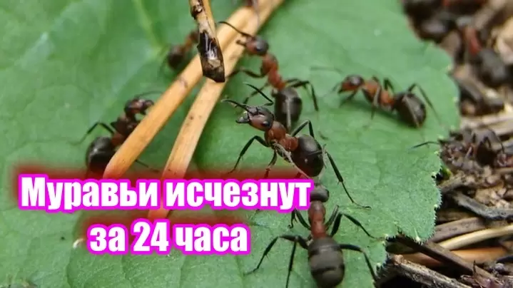 Как победить муравьев: секреты и советы для дачников 2025 года