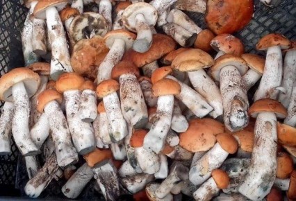 ����� ��� ������� �������: ������������ ������ � �� �����