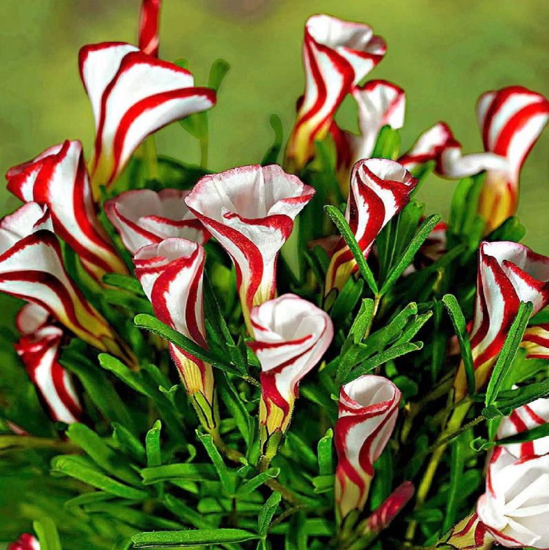 ������������ ������������: ��������� ����� ��� ������ ����