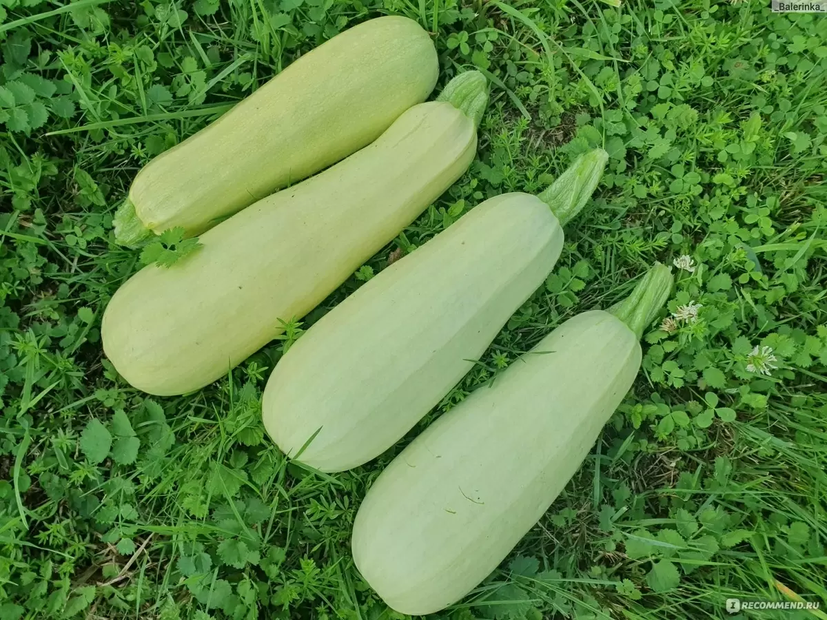 Кабачки: От полезных свойств до потенциальных рисков