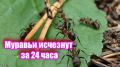 Как победить муравьев: секреты и советы для дачников 2025 года