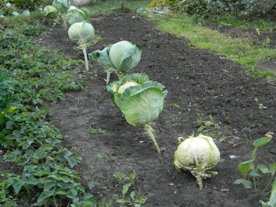 ��� ��������� ������ � ��������� �������: ������������ ������ ��� ��������