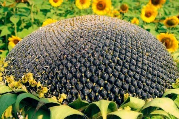 ���� ������������� ������: ������� ������ � �������� � �����