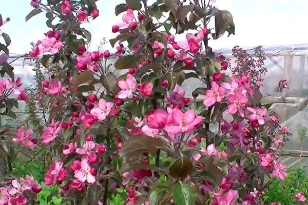 ������ ������: ��� ��������� �������� � ������������ ������